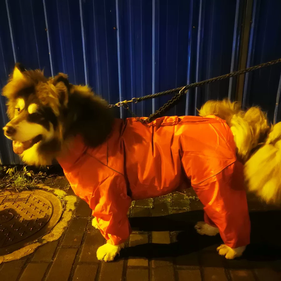 Dog's all-around raincoat