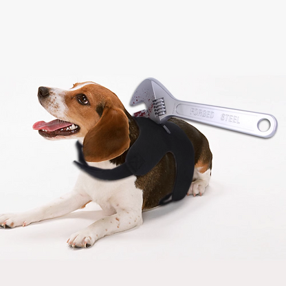Halloween pet funny costume changes