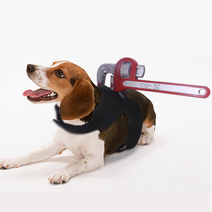 Halloween pet funny costume changes